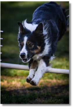 border collie jumping