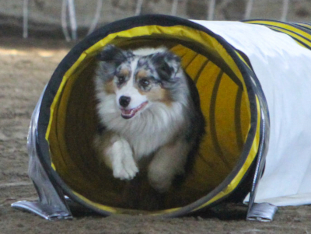 agility practice organized by Spokane Agility Club