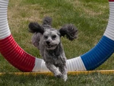 Spokane Agility Club, SAC agility trials in Spokane WA
