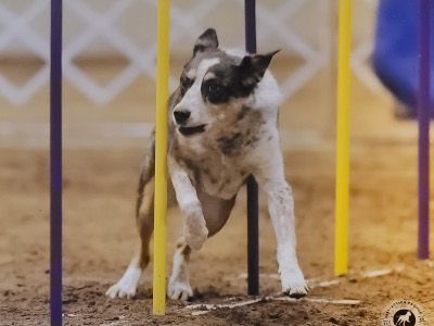 SAC agility trials in Spokane WA