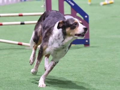Spokane Agility Club, SAC agility trials in Spokane WA