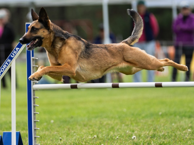 Spokane Agility Club, SAC agility trials in Spokane WA