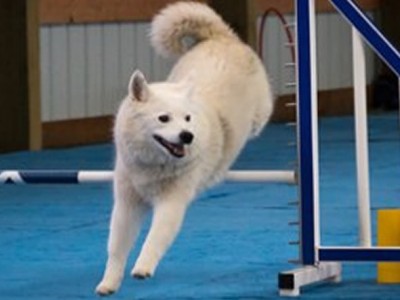 Spokane Agility Club, SAC agility trials in Spokane WA
