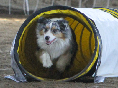 Spokane Agility Club, SAC agility trials in Spokane WA