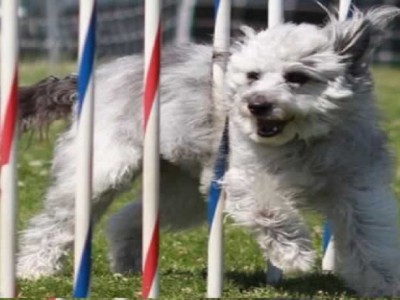 Spokane Agility Club, SAC agility trials in Spokane WA