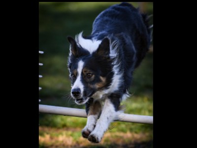 Spokane Agility Club, SAC agility trials in Spokane WA