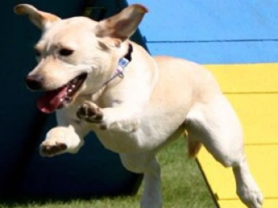 SAC agility trials in Spokane WA