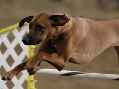 Spokane Agility Club, SAC agility trials in Spokane WA