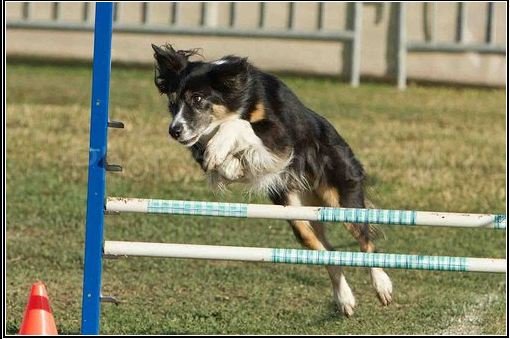 jumpers_Agility_finals