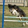 View the image: jumpers_Agility_finals