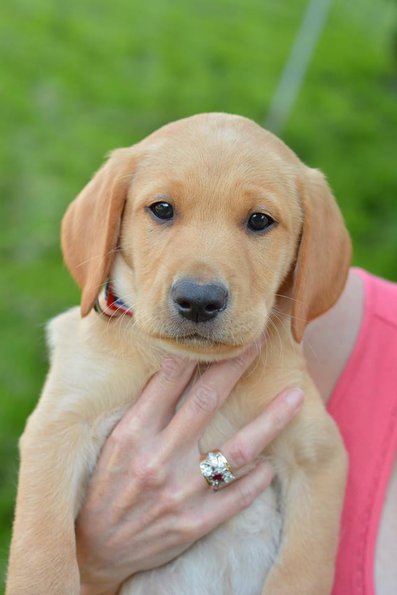 10534121_805750636111928_2383657404537845954_n