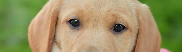 Members Dogs:
Marsha Martin:
10534121_805750636111928_2383657404537845954_n