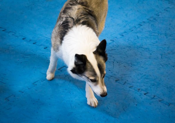 SAC Fun Match Sept 2016-4